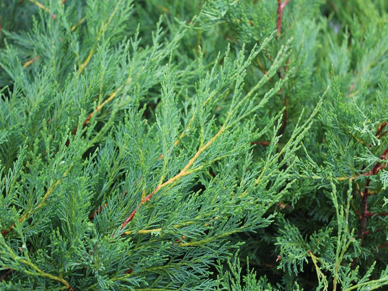 x Cuprocyparis leylandii-10264