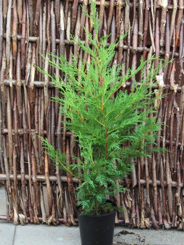 x Cuprocyparis leylandii-10262