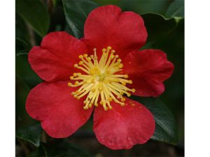Camellia vernalis Yuletide-0