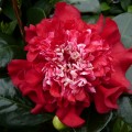 Camellia williamsii 'Ruby Wedding'
