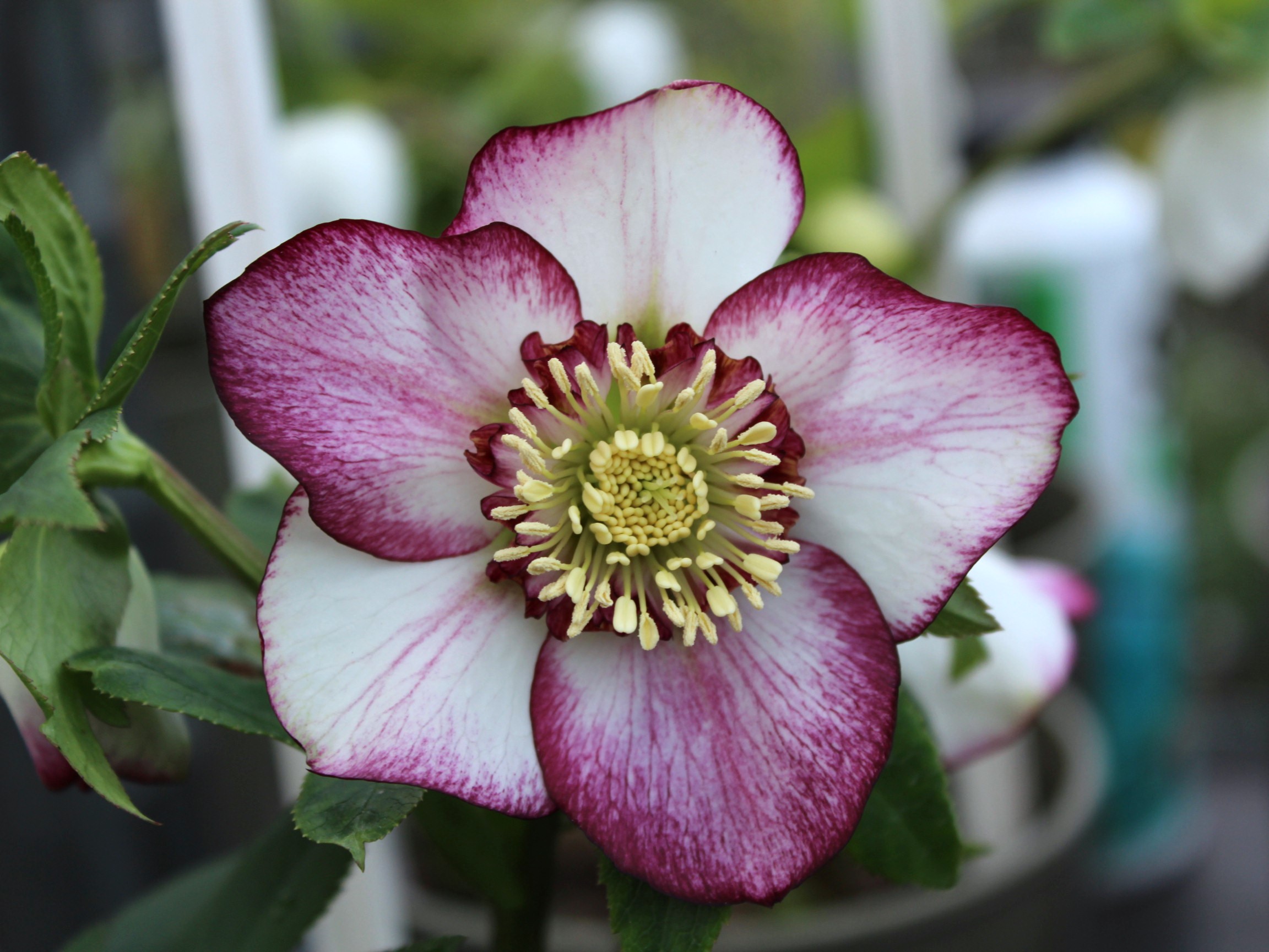 Helleborus x hybridus (Ashwood Garden Hybrids) Anemone Bicolour Dark