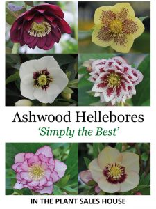 Ashwood hellebores will take centre stage