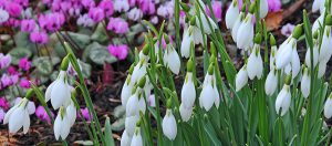 Snowdrop Lecture and Garden Tour with John Grimshaw