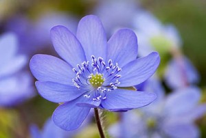 Hepatica transsylvanica © Jonathan Buckley
