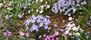 Hepaticas in the garden