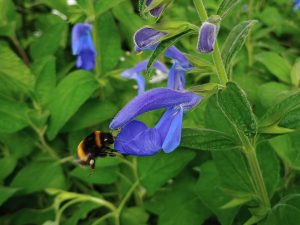Salvia patens