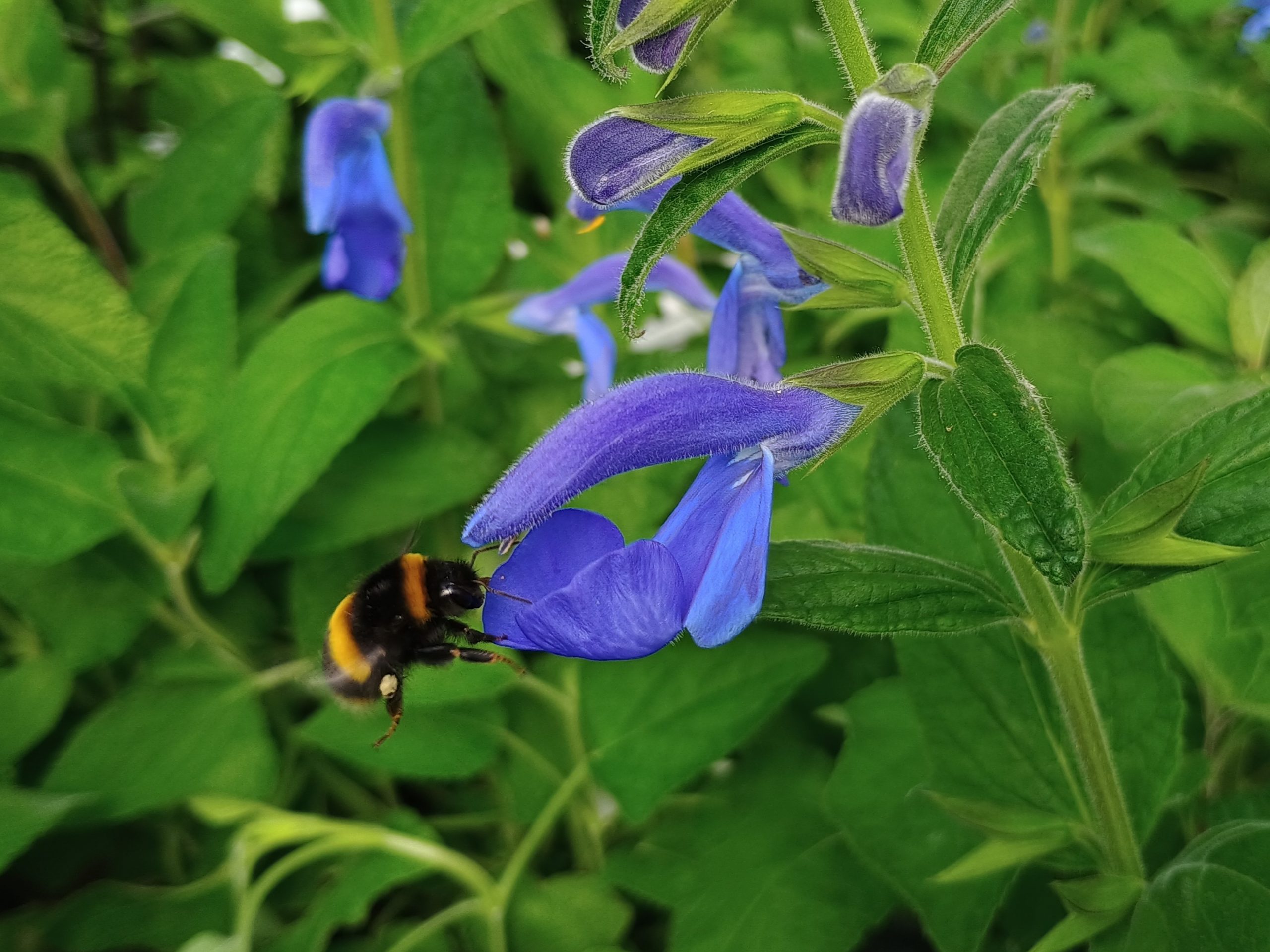 Salvia patens