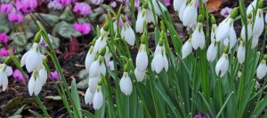 Winter-flowering plants