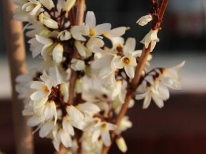 Abeliophyllum distichum-0