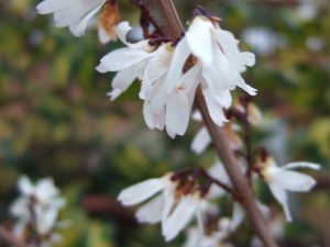 Abeliophyllum distichum 'Roseum'-0