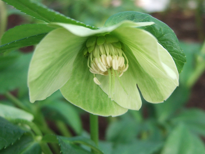 Helleborus abruzzicus-1805