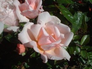 Rosa 'Albertine'-0