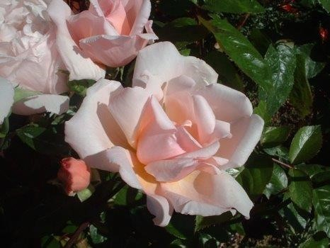 Rosa 'Albertine'-0