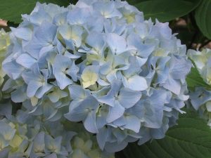 Hydrangea macrophylla 'All Summer Beauty'-0