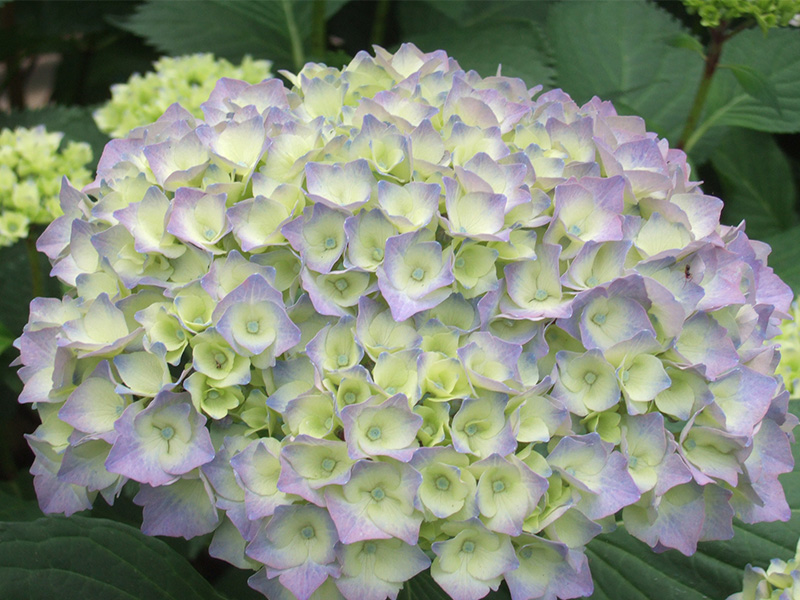 Hydrangea macrophylla 'Altona'-1527