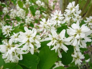 Amelanchier alnifolia 'Obelisk'-0