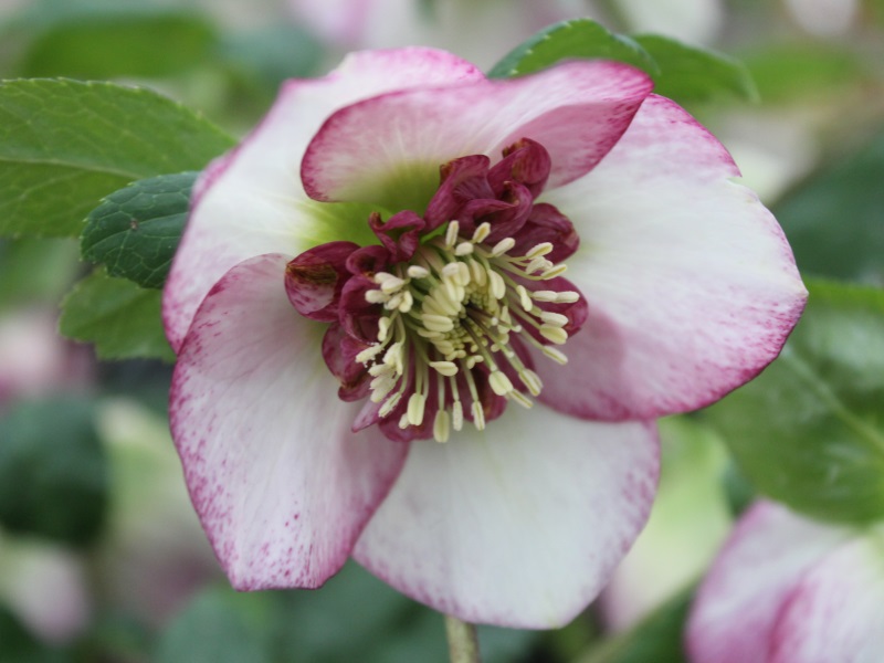 Helleborus x hybridus (Ashwood Garden Hybrids) Anemone Form Bicolour Shades-11141