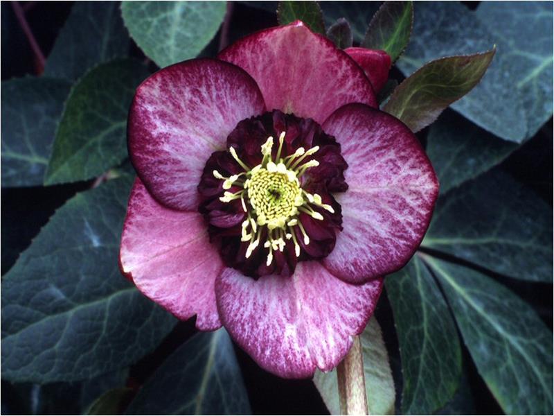 Helleborus x hybridus (Ashwood Garden Hybrids) Anemone Form Bicolour Shades-920