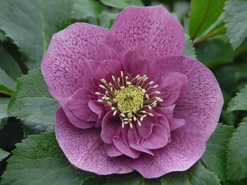 Helleborus x hybridus (Ashwood Garden Hybrids) Anemone Form Pink Shades-0