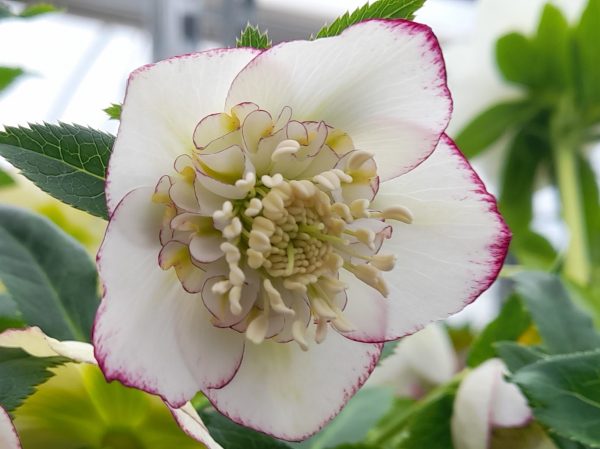Helleborus x hybridus (Ashwood Garden Hybrids) Anemone Form White Picotee Shades-0
