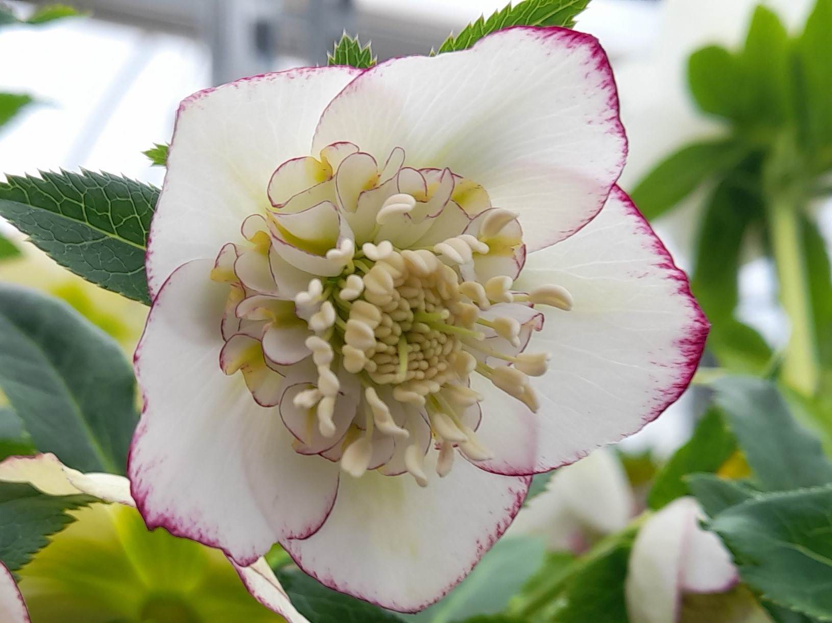 Helleborus x hybridus (Ashwood Garden Hybrids) Anemone Form White Picotee Shades-0