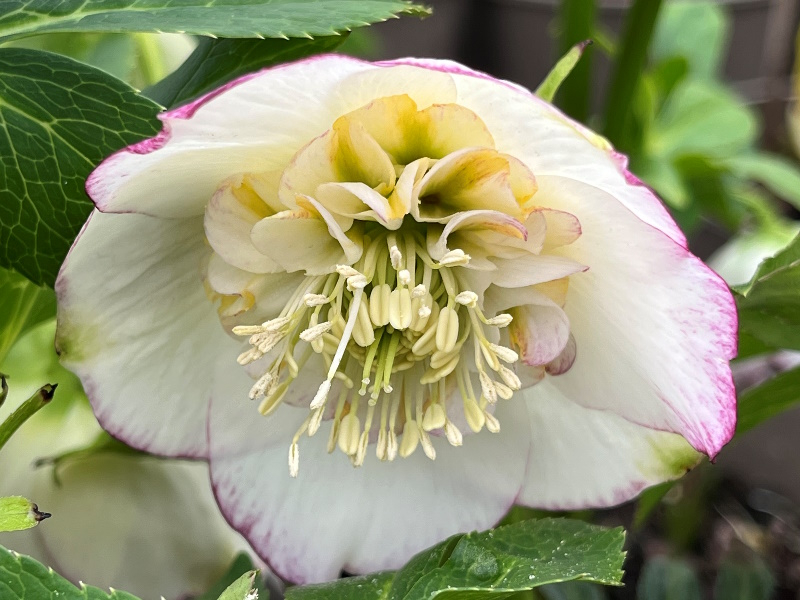 Helleborus x hybridus (Ashwood Garden Hybrids) Anemone Form White Picotee Shades-23066