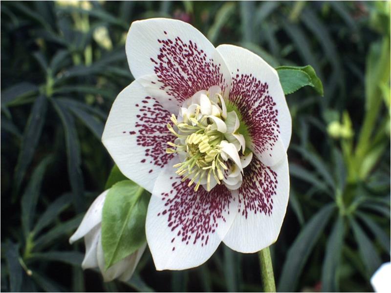 Helleborus x hybridus (Ashwood Garden Hybrids) Anemone White Spotted-929