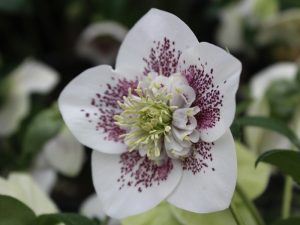 Helleborus x hybridus (Ashwood Garden Hybrids) Anemone White Spotted-0
