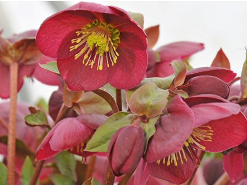 Helleborus (Rodney Davey Marbled Group) 'Anna's Red'-1825