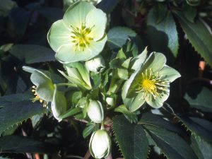 Helleborus argutifolius-0