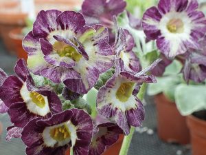 Primula auricula 'Arundell'-0