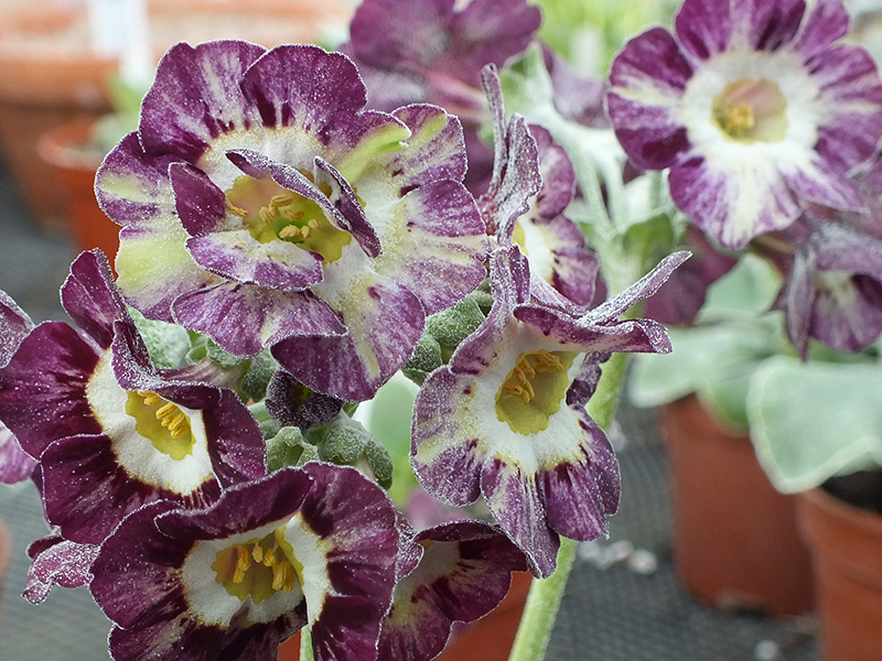 Primula auricula 'Arundell'-0