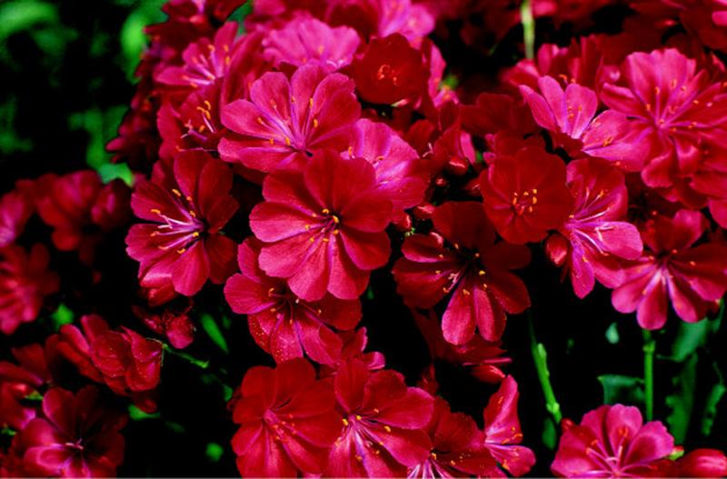 Lewisia 'Ashwood Ruby'-988