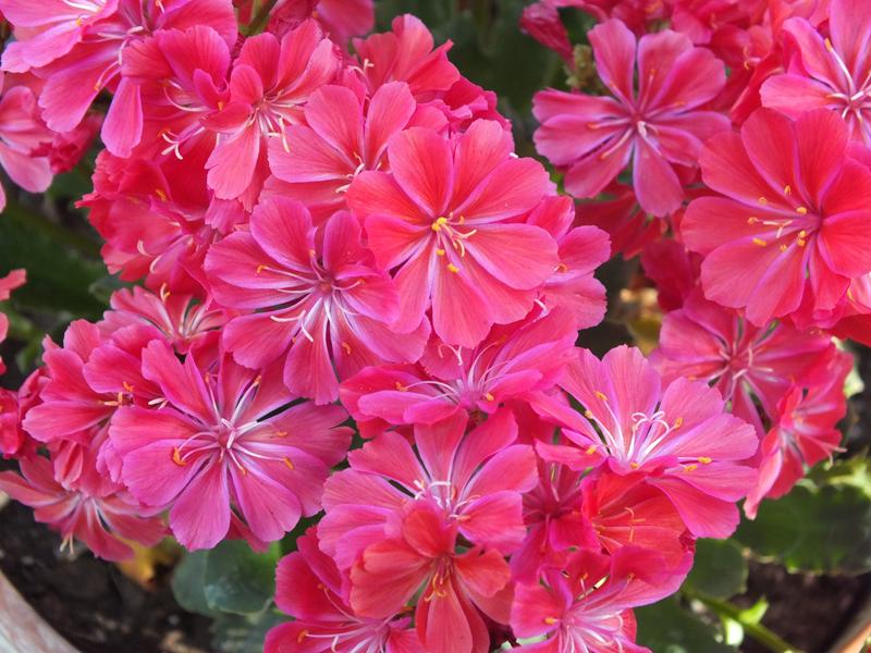 Lewisia 'Ashwood Ruby'-0