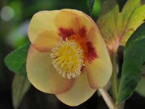 Helleborus x hybridus (Ashwood Evolution Group) Sunset shades (golden nectaries, red flush)-0