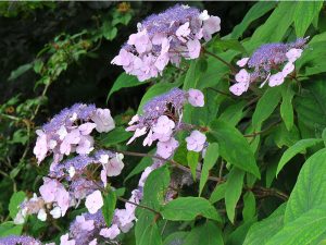 Hydrangea aspera 'Anthony Bullivant'-0