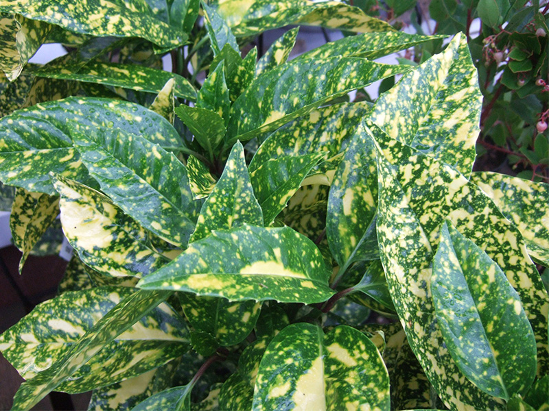 Aucuba japonica 'Crotonifolia' Female-0