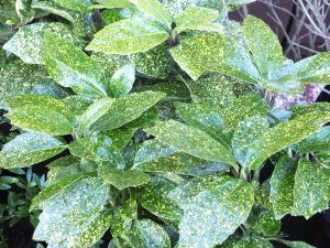 Aucuba japonica 'Pepperspot'-0