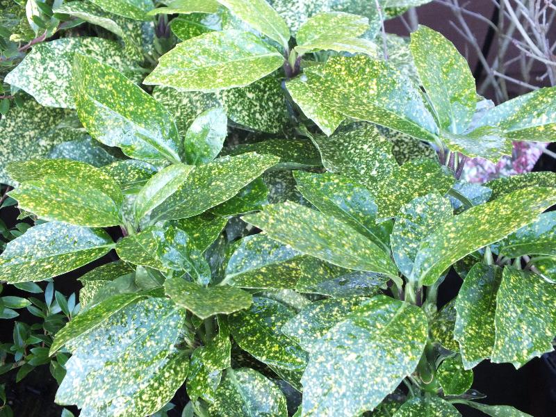 Aucuba japonica 'Pepperspot'-0