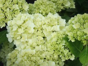 Hydrangea macrophylla 'Ave Maria'-0