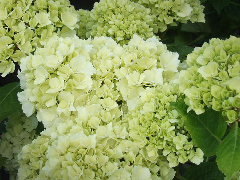 Hydrangea macrophylla 'Ave Maria'-0