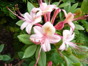 Rhododendron 'Midsummer Mermaid'-0