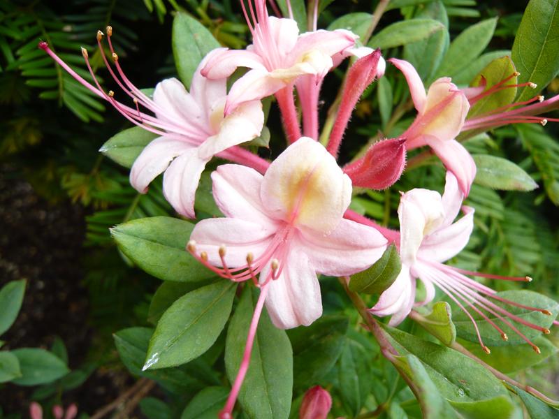 Rhododendron 'Midsummer Mermaid'-0
