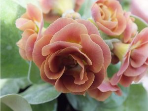 Primula auricula 'Baltic Amber'-0