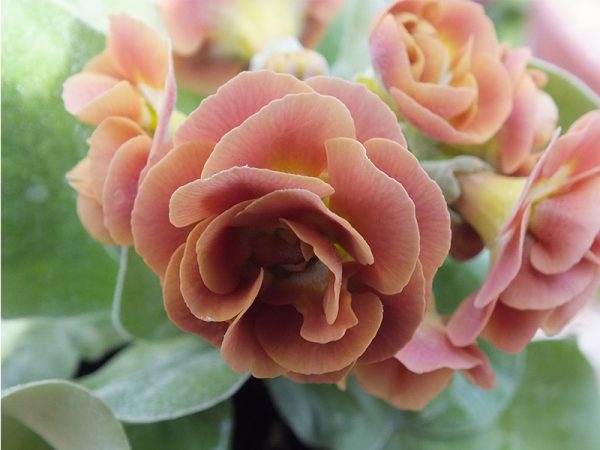 Primula auricula 'Baltic Amber'-0