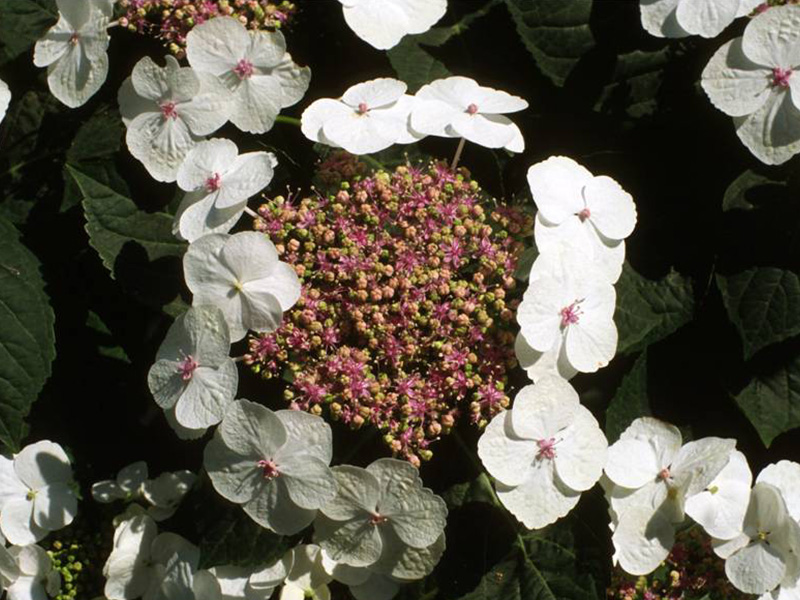 Hydrangea macrophylla 'Bachstelze'-1553