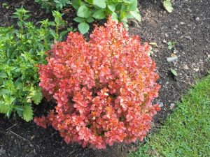 Berberis thunbergii 'Admiration'-0