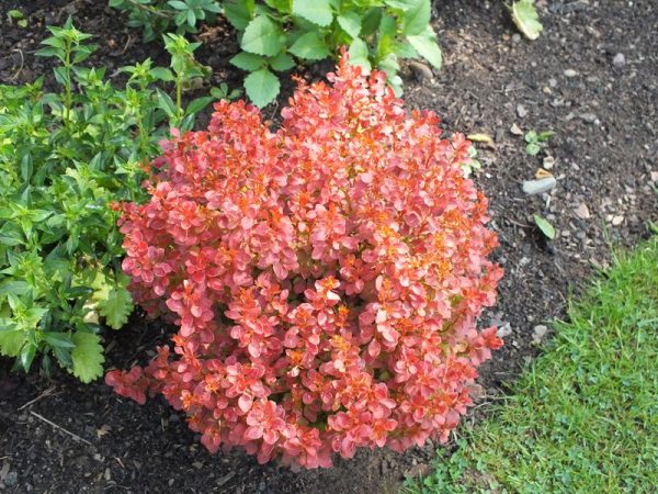 Berberis thunbergii 'Admiration'-0