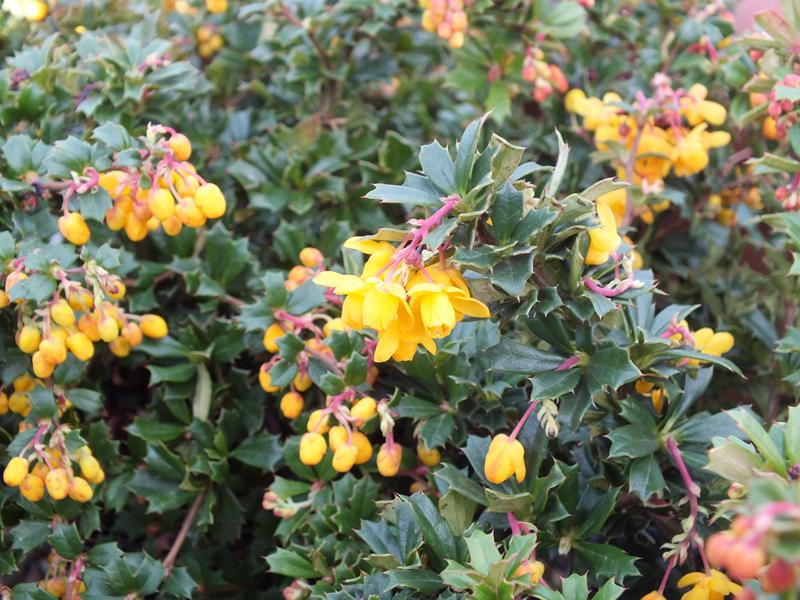 Berberis darwinii 'Compacta'-0