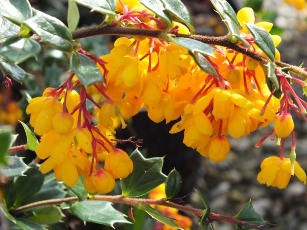 Berberis darwinii-0